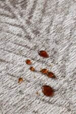 Dywan JAVA IVORY - obrazek 5